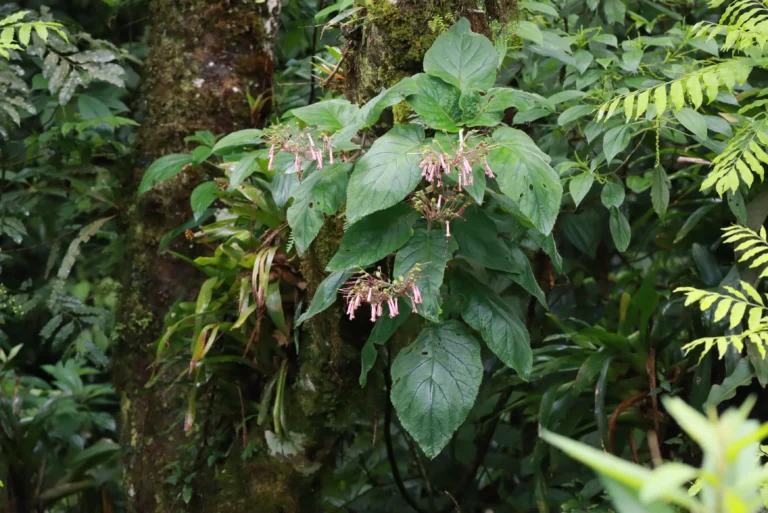 Sinningia douglasi (3)