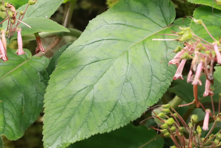 Sinningia douglasi (5)