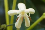 Posoqueria latifolia – Baga-de-macaco (1)