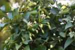 Posoqueria latifolia – Baga-de-macaco (12)
