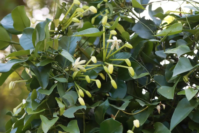 Posoqueria latifolia – Baga-de-macaco (12)