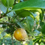 Posoqueria latifolia (2)