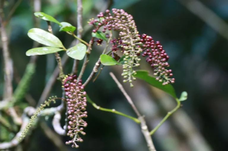 Pilocarpus pennatifolius (1)