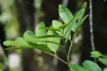 Pilocarpus pennatifolius