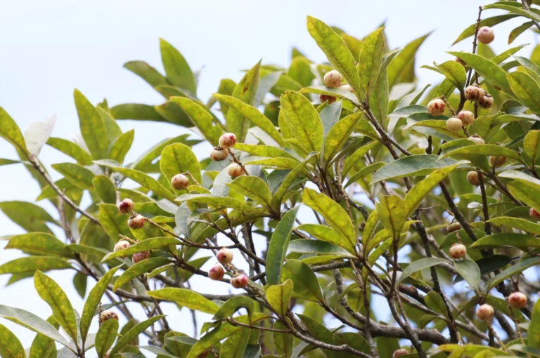 Byrsonima ligustrifolia