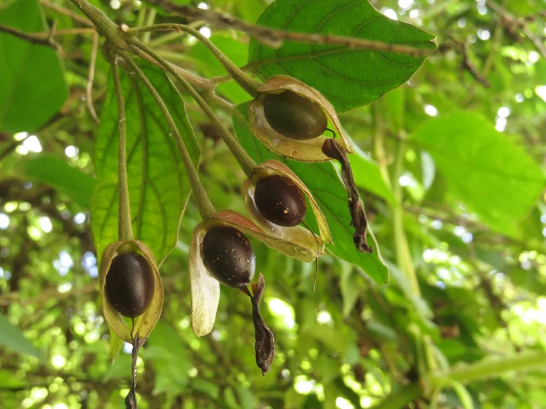 Rio do Sul, Serra do Tucano (48)