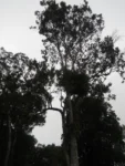 Rio do Sul, Lixão (154)
