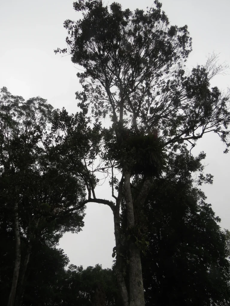 Rio do Sul, Lixão (154)