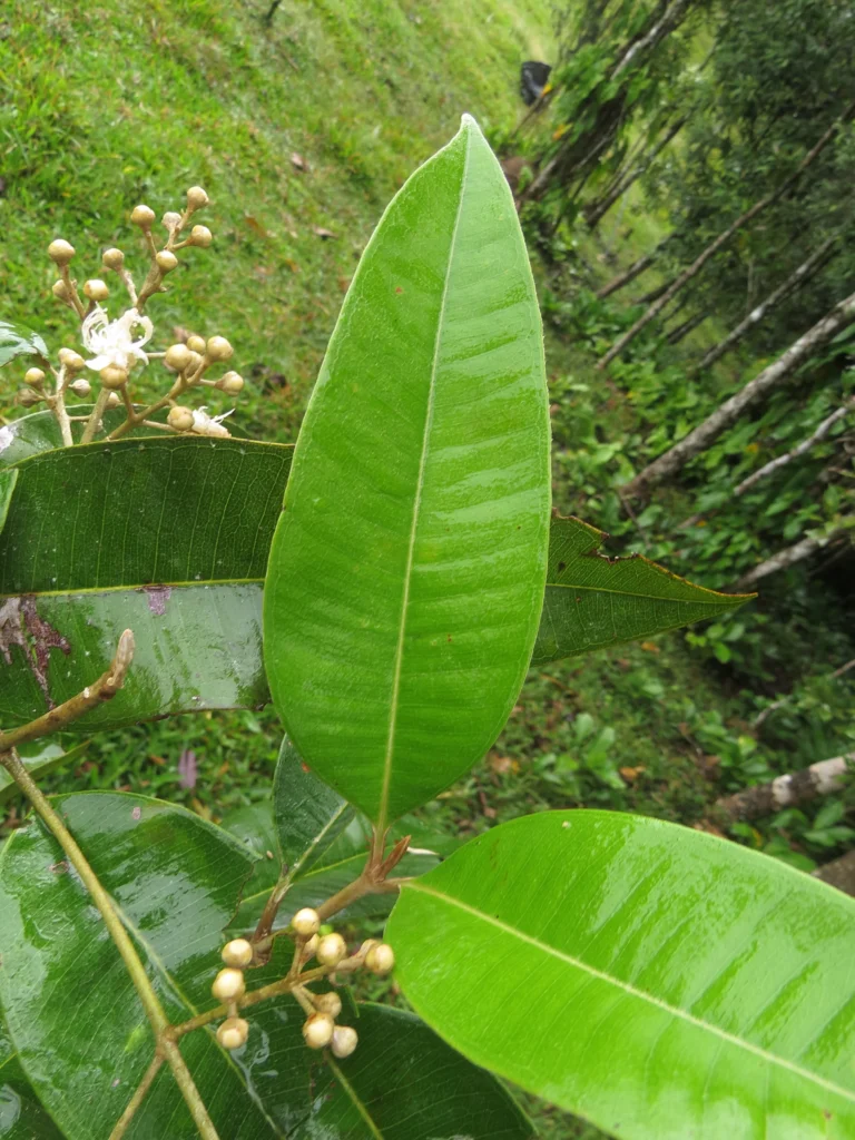 Rio do Sul, Fazenda na divisa com Ibirama (549)