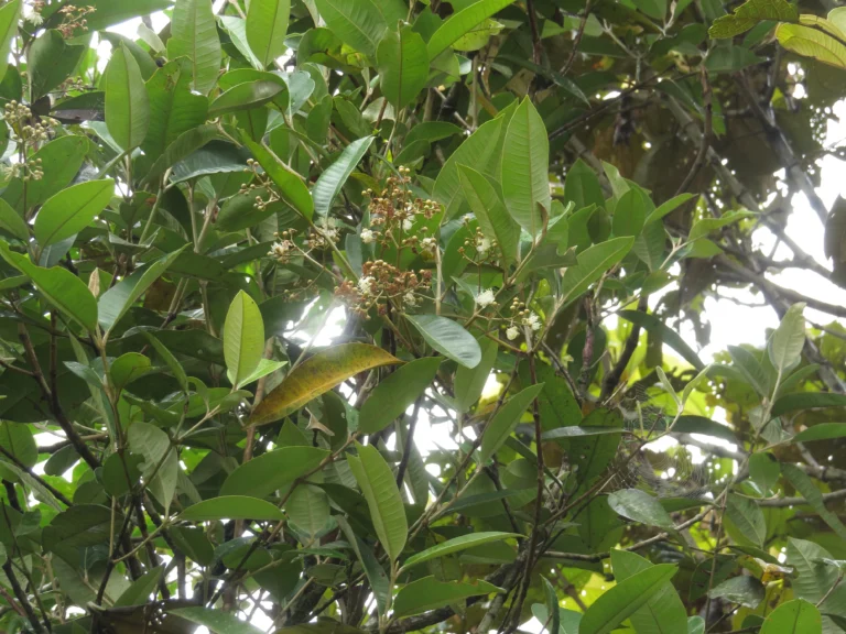 Rio do Sul, Fazenda na divisa com Ibirama (551)