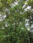 Rio do Sul, Fazenda na divisa com Ibirama (552)