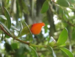 Rio do Sul, Serra divisa com Ibirama (169)