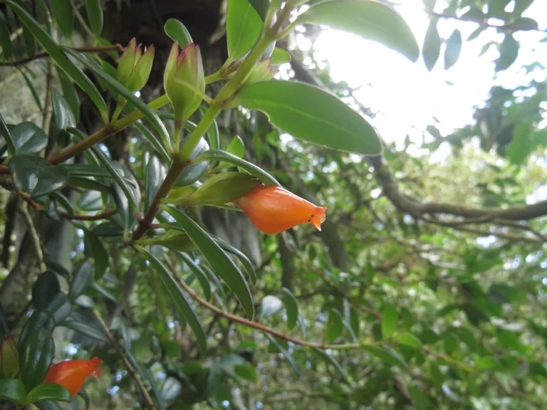 Rio do Sul, Serra divisa com Ibirama (164)
