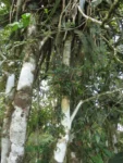 Rio do Sul, Serra divisa com Ibirama (163)