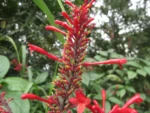 Rio do Sul, Albertina e jardim botanico (88)