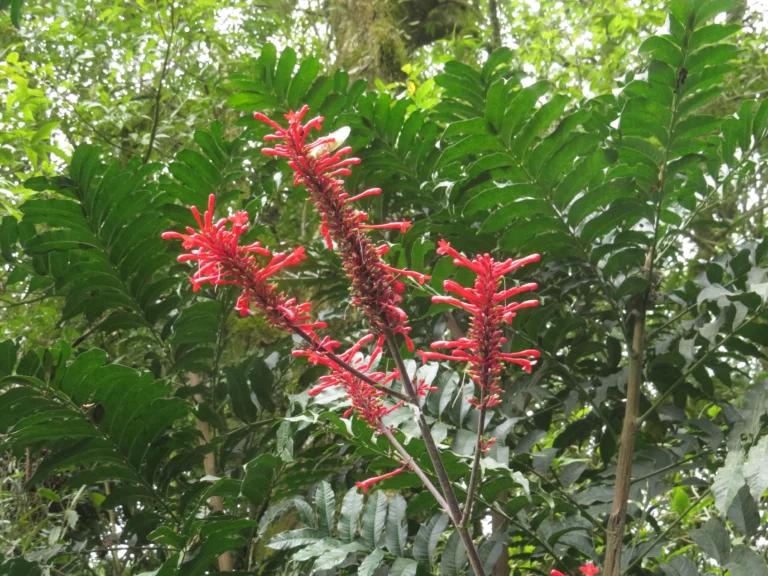 Rio do Sul, Albertina e jardim botanico (87)