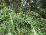 Rio do Sul, Albertina e jardim botanico (82)