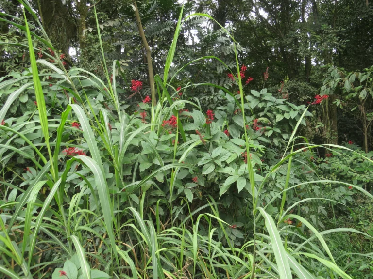 Rio do Sul, Albertina e jardim botanico (82)
