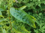IMG_20260328_100809