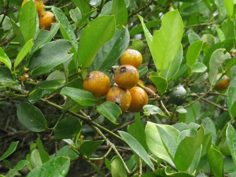Rio do Sul, Fazenda na divisa com Ibirama (530)