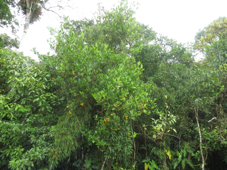 Rio do Sul, Fazenda na divisa com Ibirama (531)
