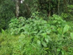 Rio do Sul, Fazenda na divisa com Ibirama (619)