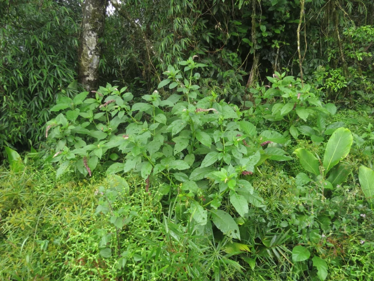 Rio do Sul, Fazenda na divisa com Ibirama (619)
