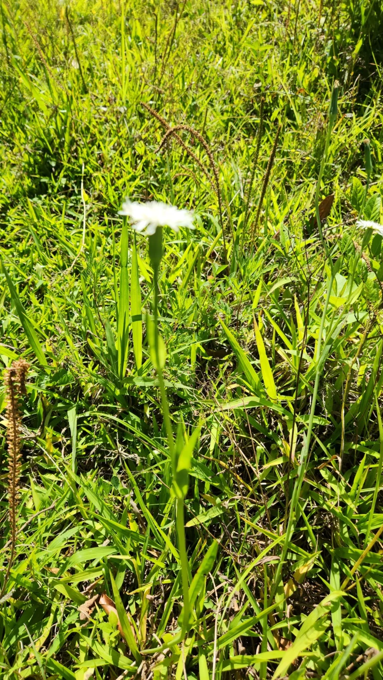 Picrosia longifolia (3)