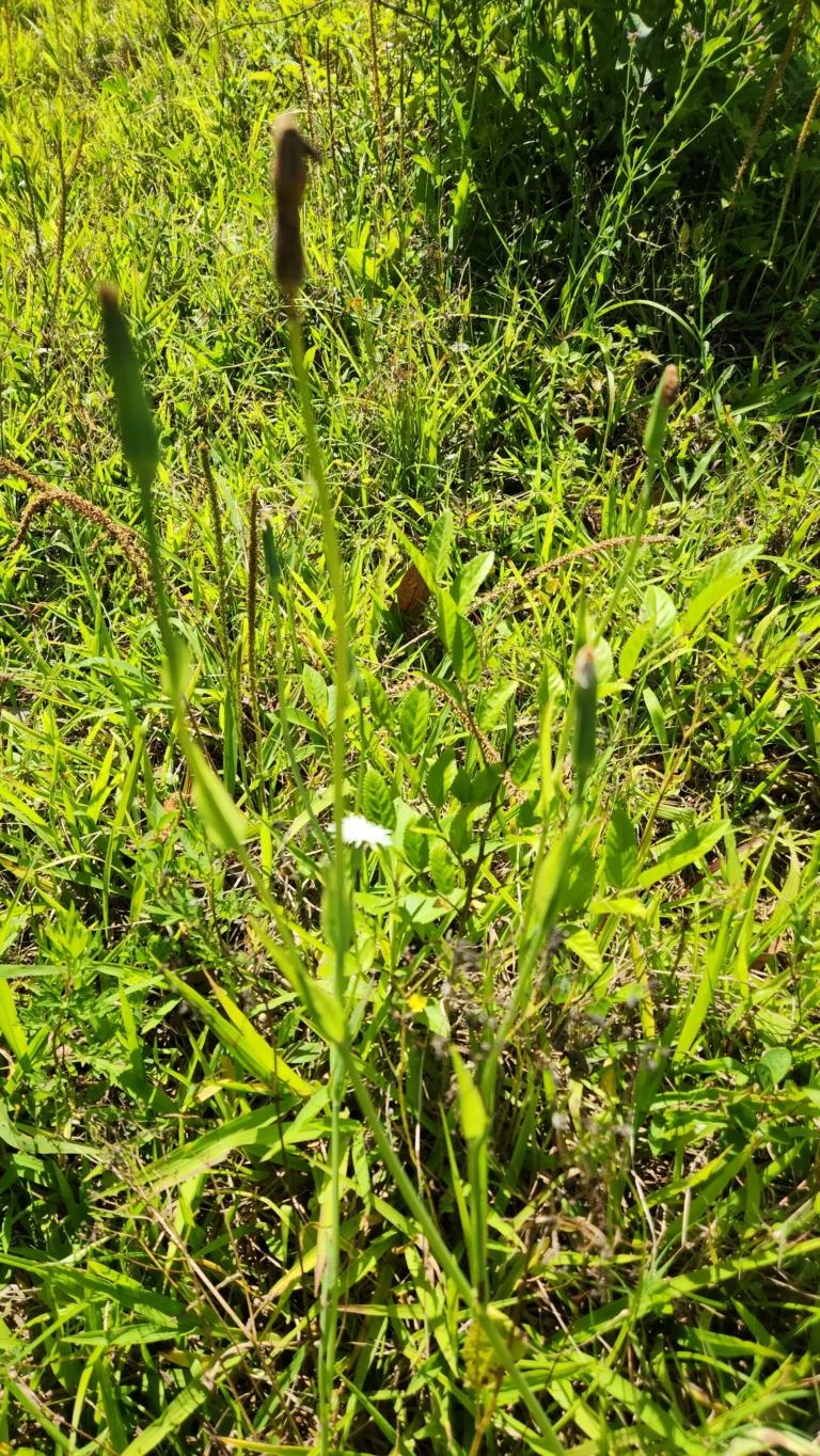 Picrosia longifolia (1)