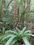 Vriesea platynema (12)