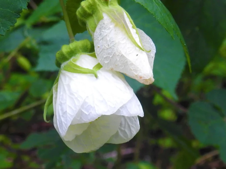 Callianthe amoena ( Trilha da Captação de água CASAN) (12)