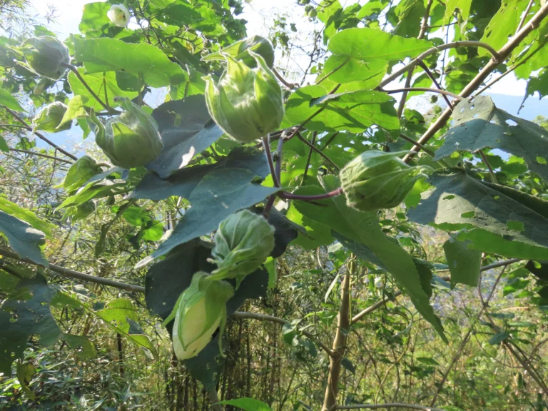 Callianthe amoena (Serra do Rio do Rastro) (3)