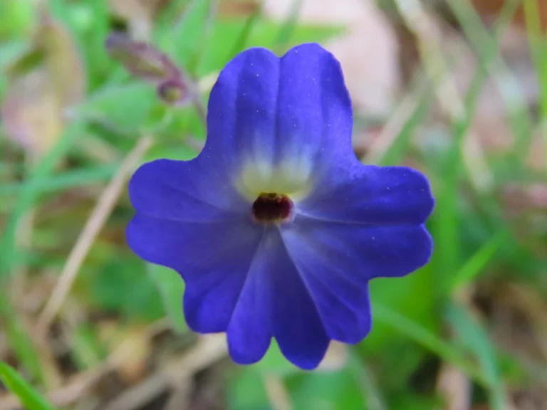 Browallia americana (6)