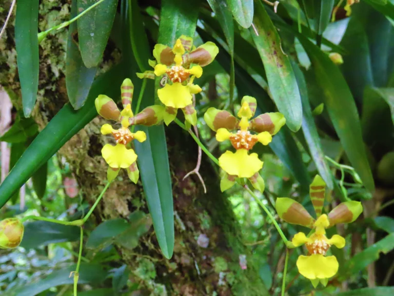 Gomesa uniflora (1)