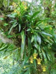 Gomesa uniflora (2)