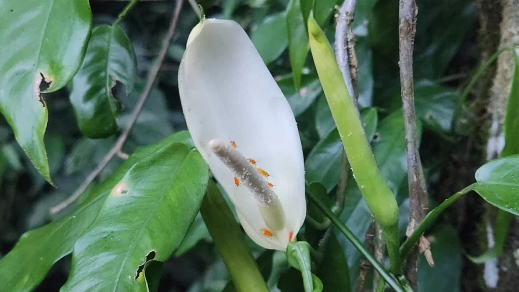 Philodendron missionum (2)