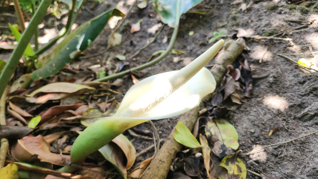 Philodendron renauxii (3)