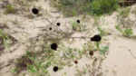 Eryngium sanguisorba (2)
