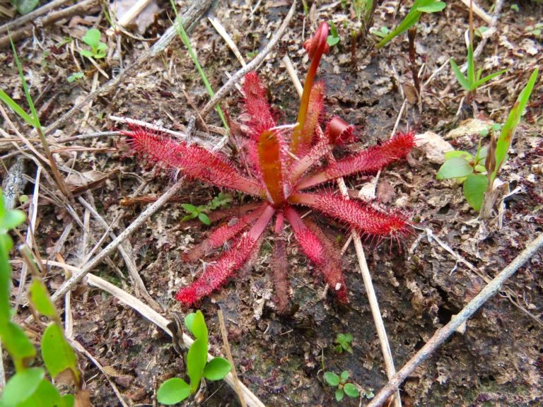 Drosera montana (3)