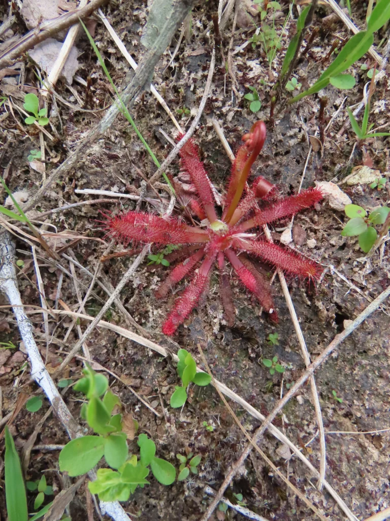 Drosera montana (2)