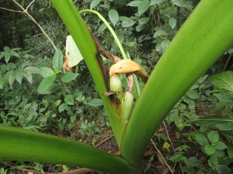 Rio do Sul, Albertina e jardim botanico (81)