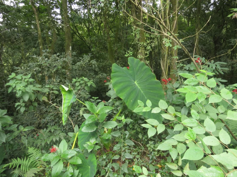 Rio do Sul, Albertina e jardim botanico (80)