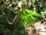 Itajai, Atalaia (90)