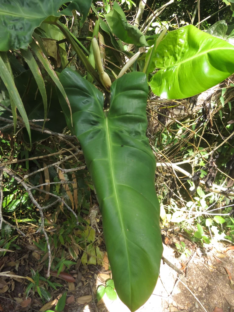 Itajai, Atalaia (87)