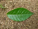 IMG-20181215-WA0005