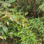 IMG_20251128_095203
