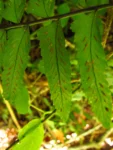 Asplenium kunzeanum (55)
