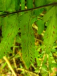 Asplenium kunzeanum (53)