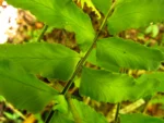Asplenium kunzeanum (50)