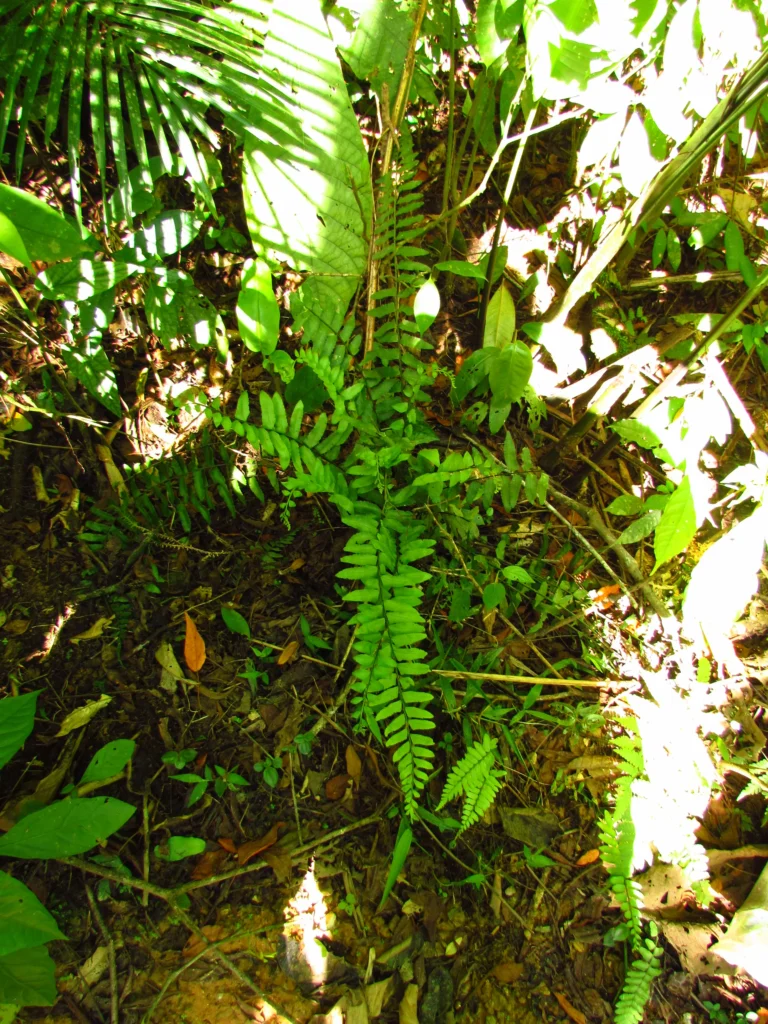 Asplenium kunzeanum (46)